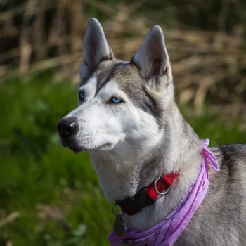 A beautiful with fantastic blue eyes and a purple scarf. In addition,a very attentive look.