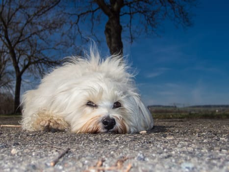 Little white Havanese lies on the street in front of a few trees and a deep blue sky.