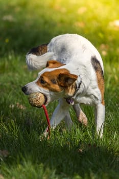 A nimble guy playing with his throwing ball,this one on a lush green meadow.
