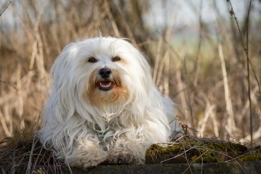 Little white Havanese lies on a moss-covered stone in front of dried grass.