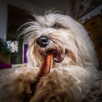 A small white Havanese while gnawing at an oxenziemer. Recorded with the wide angle lens.
