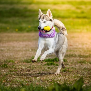A husky with a perfect figure runs through the picture in a good mood with her scarf and her toy.