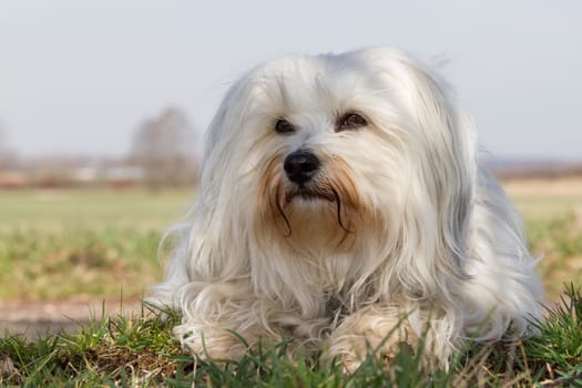 Loose and relaxed,a white Havanese lies in the green grass and looks satisfied.