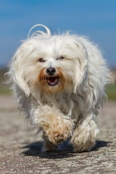 A small,cheerful white Havanese runs loosely across the street in the sunshine.