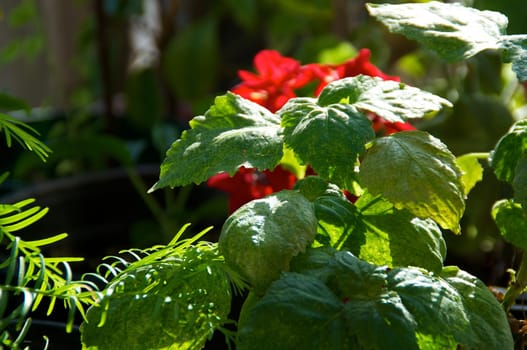Close up of the leaves of a patchouli plant in the sunshine