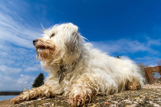 A little white Havanese enjoys the first warm rays of sunshine on a stone,in the back a blue sky with a few clouds.