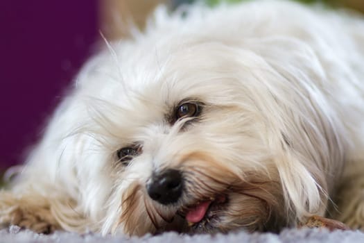 A small white Havanese while eating a bone on the carpet.