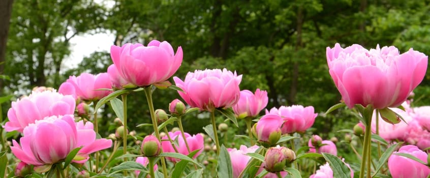 Collection of Suzette peonies on green background