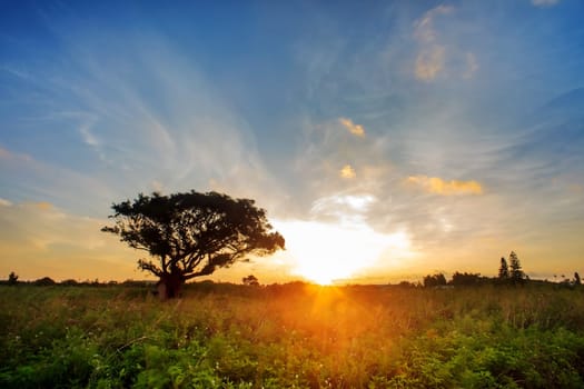 sunrise with an old tree for adv or others purpose use
