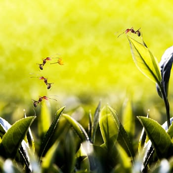 Green tea leaf with ant on it fora dv or others purpose use