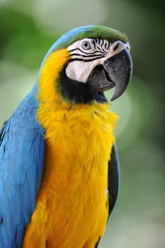 A close up shot of a Macaw Parrot