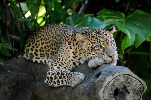 A close up shot of an African Leopard