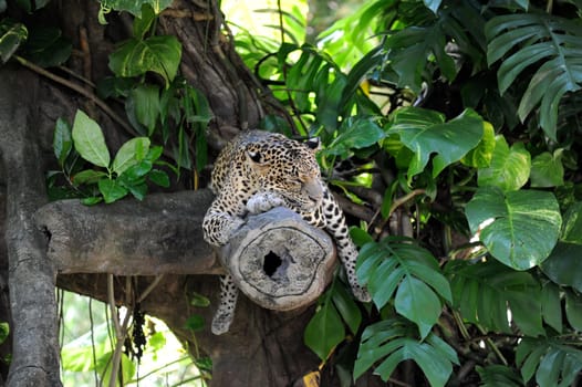 A close up shot of an African Leopard