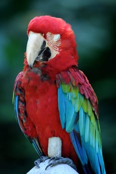 A close up shot of a Macaw Parrot