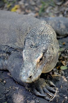 A close up shot of a Komodo Lizard