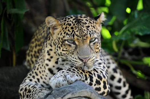 A close up shot of an African Leopard