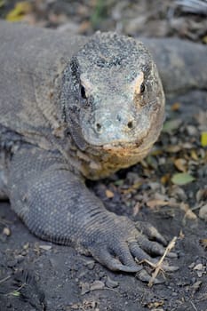 A close up shot of a Komodo Lizard