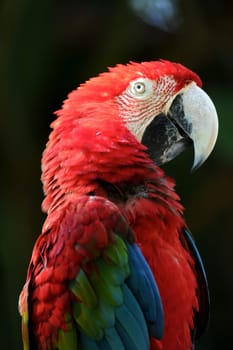 A close up shot of a Macaw Parrot