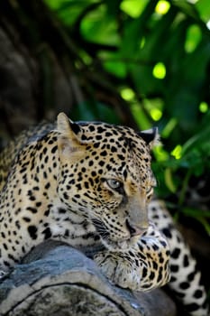 A close up shot of an African Leopard