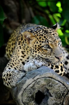 A close up shot of an African Leopard