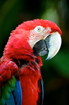 A close up shot of a Macaw Parrot