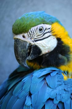 A close up shot of a Macaw Parrot