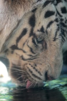 A close up shot of a white Tiger
