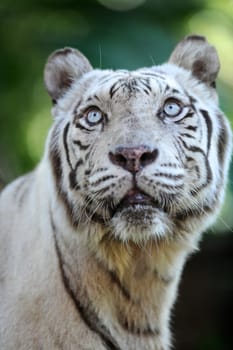 A close up shot of a white Tiger