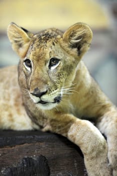 A close up shot of a Lion Cub