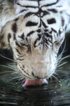 A close up shot of a white Tiger