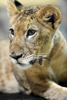 A close up shot of a Lion Cub
