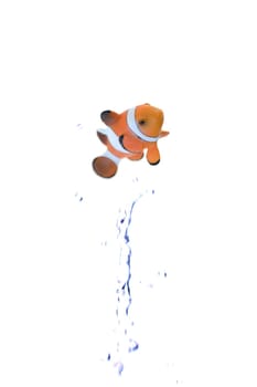 A close up shot of a Clown Fish