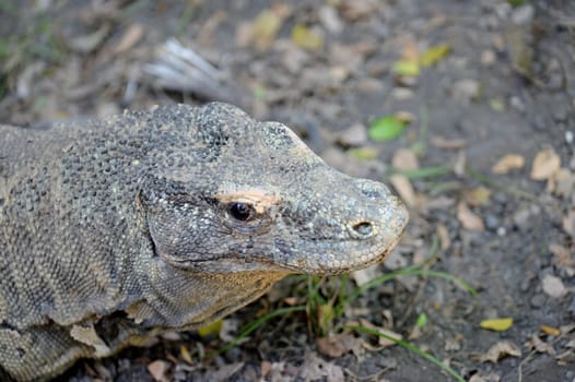 A close up shot of a Komodo Lizard