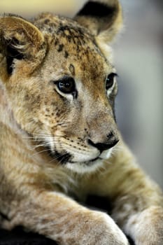 A close up shot of a Lion Cub