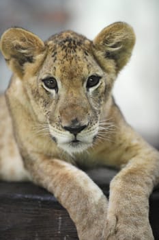 A close up shot of a Lion Cub