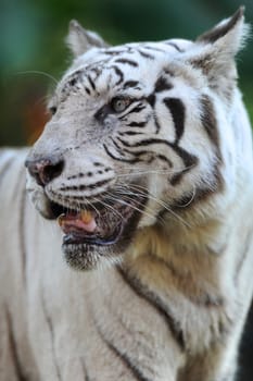 A close up shot of a white Tiger