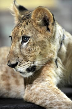 A close up shot of a Lion Cub
