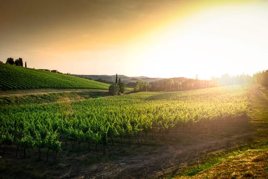 Vineyards in Tuscany. Farm house at sunset.