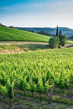 Vineyards in Tuscany. Farm house.