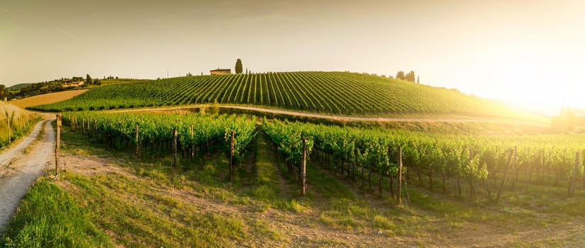 Vineyards in Tuscany. Farm house at sunset. Panoramic view