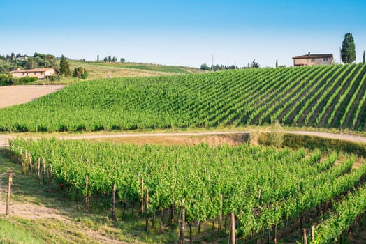 Vineyards in Tuscany. Farm house.