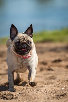 With full steam,the little pug enjoys every minute on the beach,back and forth that the sand only flies so.