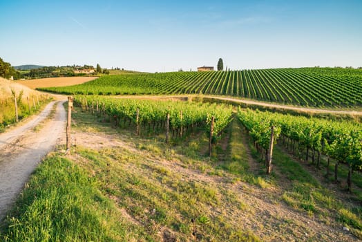 Vineyards in Tuscany. Farm house.