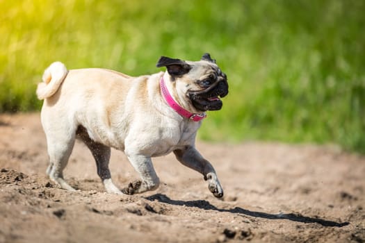 A little brown pug chases through the sand,with its bright pink collar.