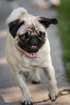 A running pug with shining eyes runs across the street around his neck,wearing a pink choker.