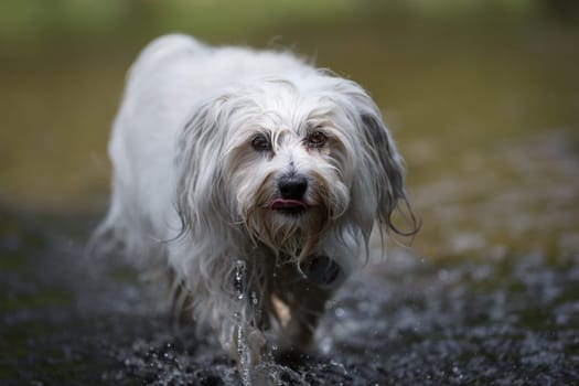 Very slowly and thoughtfully,a white little Havanese walks through the water and looks at the photographer from his cuddly eyes.