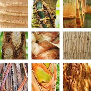 Nine pictures of palm trees