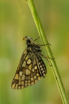 Yellow-throated thick-headed butterfly