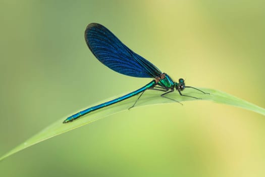 Blue-winged dragonfly