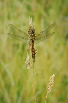Common heather dragonfly